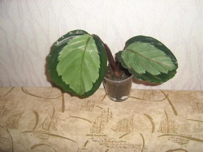 Лот: 624181. Фото: 1. калатея. Горшечные растения и комнатные цветы