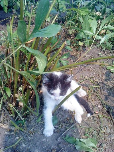 Лот: 3068340. Фото: 1. Котята 2 месяца. Кошки, котята