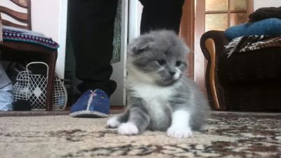 Лот: 4863154. Фото: 1. Шотландская вислоухая девочка. Кошки, котята
