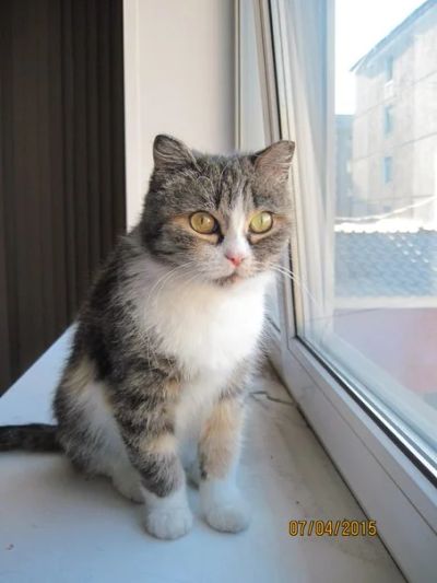 Лот: 5442130. Фото: 1. ВЫ всегда мечтали именно о ней... Кошки, котята