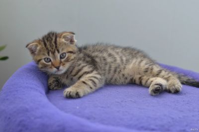Лот: 17906016. Фото: 1. Котятя шотландской породы. Кошки, котята