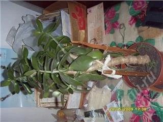 Лот: 62956. Фото: 1. Денежное дерево1. Другое (комнатные растения и уход)