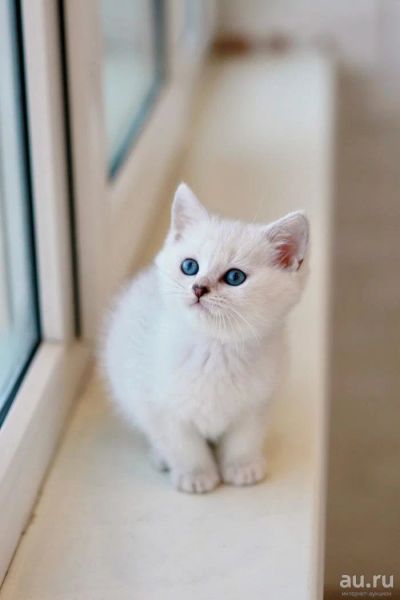 Лот: 8418420. Фото: 1. Продам британского котенка - мальчик... Кошки, котята