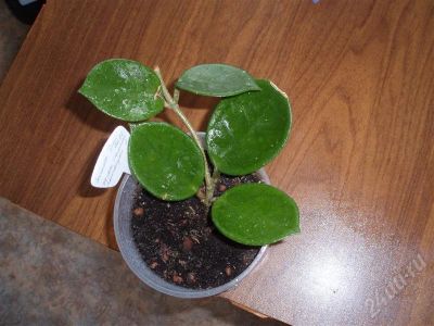 Лот: 527181. Фото: 1. HOYA CARNOSA SNOW BALL. Горшечные растения и комнатные цветы