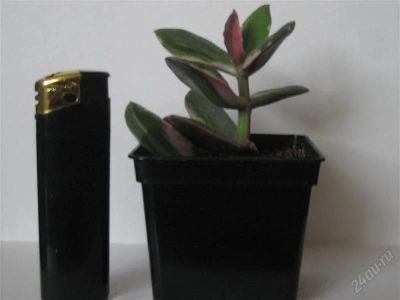 Лот: 944387. Фото: 1. Крассула вариегатная (Crassula... Горшечные растения и комнатные цветы