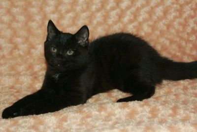 Лот: 12613222. Фото: 1. Британский котенок. Кошки, котята