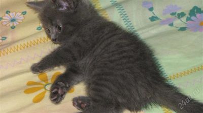Лот: 2304129. Фото: 1. Британочка плюшевая, окрас лилово-голубой... Кошки, котята