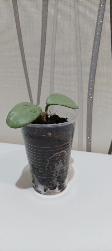 Лот: 20577228. Фото: 1. Хойя (Hoya carnosa 'grey ghost... Горшечные растения и комнатные цветы