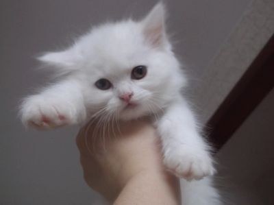 Лот: 12125451. Фото: 1. Шотландская прямоухая. Кошки, котята