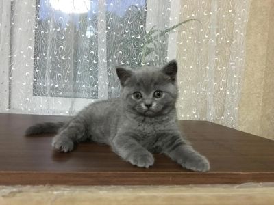 Лот: 7722439. Фото: 1. продам котят. Кошки, котята