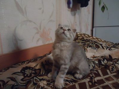 Лот: 5167430. Фото: 1. Милые котята!. Кошки, котята