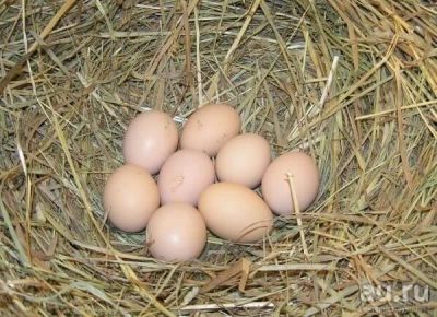 Лот: 10109246. Фото: 1. Яйцо инкубационное. Птицы