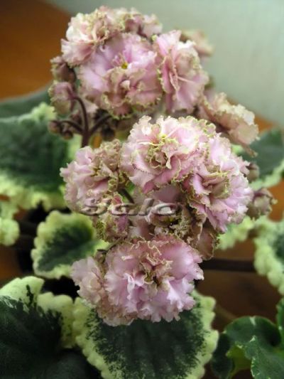 Лот: 12251212. Фото: 1. Фиалка Ma's Corsage (лист). Горшечные растения и комнатные цветы