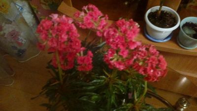 Лот: 4467293. Фото: 1. Зубчатое каланхоэ. Горшечные растения и комнатные цветы