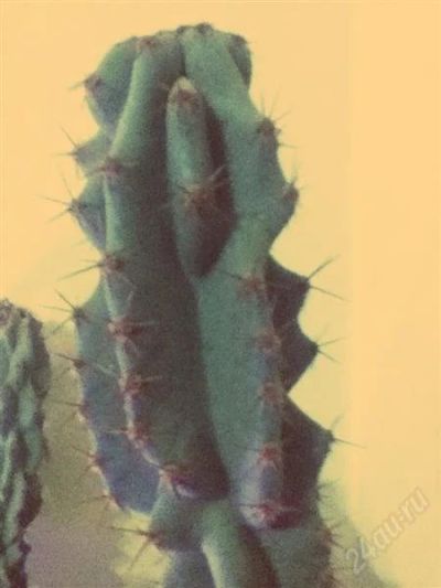 Лот: 2463249. Фото: 1. Кактус. Горшечные растения и комнатные цветы
