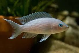 Лот: 6466526. Фото: 1. Неолампрологус грацилис (Neolamprologus... Рыбки