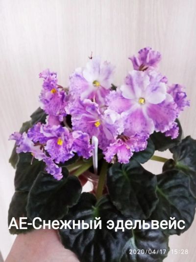 Лот: 15800752. Фото: 1. Фиалка АЕ-Снежный эдельвейс-лист... Горшечные растения и комнатные цветы