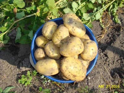 Лот: 8572373. Фото: 1. Картофель крупный, урожай 2016... Картофель