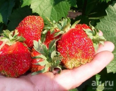 Лот: 4412715. Фото: 1. Земклуника "Купчиха". Ягоды