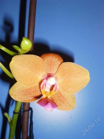 Лот: 1304668. Фото: 1. Орхидея фаленопсис. Горшечные растения и комнатные цветы