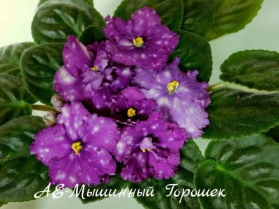 Лот: 8399827. Фото: 1. Продам детку сортовой фиалки АЕ-Мышиный... Горшечные растения и комнатные цветы