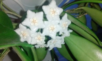 Лот: 7216535. Фото: 1. Хойя Hoya Longifolia Pubescens. Горшечные растения и комнатные цветы