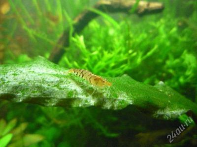 Лот: 1503531. Фото: 1. Криветка ТИГР (Tiger Shrimp). Моллюски, ракообразные, кораллы