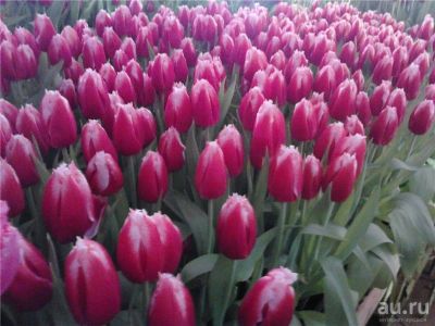 Лот: 15111755. Фото: 1. Тюльпаны оптом Абакан сорт Andora. Свежие цветы