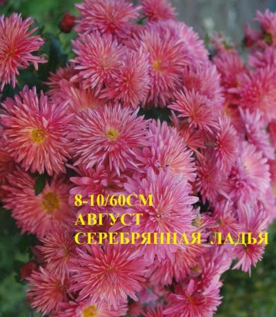 Лот: 8883603. Фото: 1. Серебренная ладья. Садовые цветы