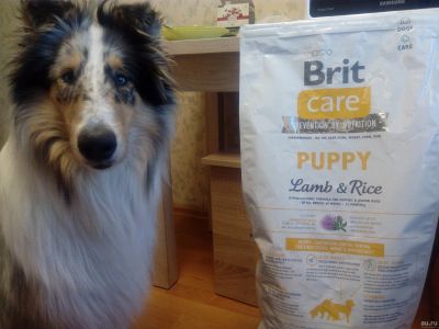 Лот: 13450981. Фото: 1. Brit care корм для собак щенков. Корма