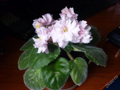 Лот: 954415. Фото: 1. фиалка 5. Горшечные растения и комнатные цветы