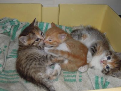 Лот: 3549422. Фото: 1. Отличный новогодний подарок... Кошки, котята