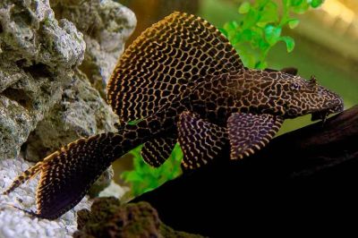 Лот: 19987300. Фото: 1. Парчовый сомик птеригоплихт (Pterygoplichthys... Рыбки