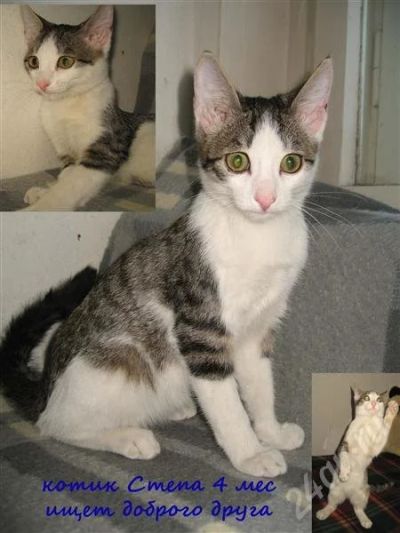 Лот: 734163. Фото: 1. котик Степа в добрые руки. Остальные животные