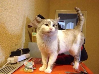 Лот: 3450813. Фото: 1. Шикарный Барсик!. Кошки, котята