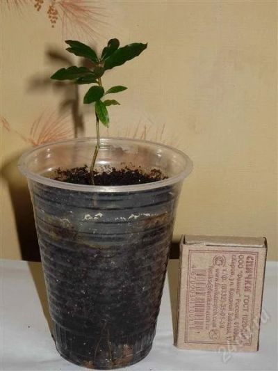 Лот: 843505. Фото: 1. Гранат сеянец. Горшечные растения и комнатные цветы