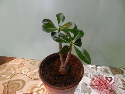 Лот: 7501214. Фото: 1. Адениум Obesum Desert Rose Mix... Горшечные растения и комнатные цветы
