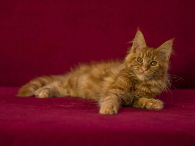 Лот: 9291080. Фото: 1. Девочка мейн-кун. Кошки, котята