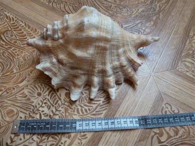 Лот: 2394160. Фото: 1. обалденная огромная морская Ракушка... Сувенирные мелочи