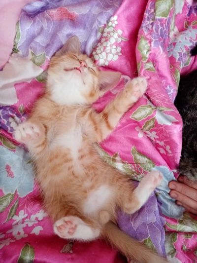 Лот: 15264613. Фото: 1. Котята. Кошки, котята