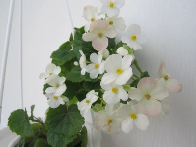 Лот: 16953435. Фото: 1. Бегония Глуар де Лоррен, белая... Горшечные растения и комнатные цветы