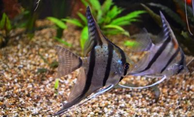 Лот: 16200368. Фото: 1. Альтум Перуанский (Pterophyllum... Рыбки