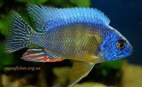 Лот: 4165003. Фото: 1. Тайванть Риф (Protomelas fenestratus... Рыбки