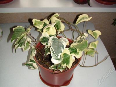 Лот: 369924. Фото: 1. плющ канарский. Горшечные растения и комнатные цветы
