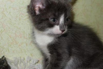 Лот: 8933136. Фото: 1. Два милых и умных котенка. Кошки, котята