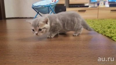 Лот: 8760849. Фото: 1. котята-девочки британки. Кошки, котята