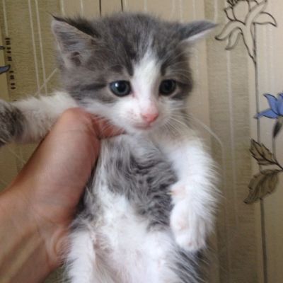Лот: 8510768. Фото: 1. Котята. Кошки, котята