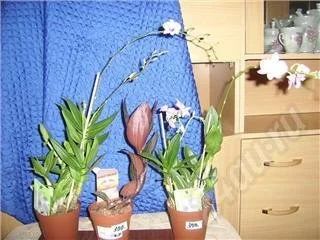 Лот: 540899. Фото: 1. орхидеи. Горшечные растения и комнатные цветы