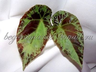 Лот: 11084454. Фото: 1. Бегония ‘burkillii’. Горшечные растения и комнатные цветы