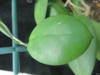 Лот: 13553264. Фото: 1. Хойя Hoya sp.Borneo, beautiful... Горшечные растения и комнатные цветы
